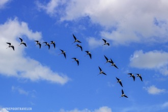 birds-flying-uep-laoang-northern-samar